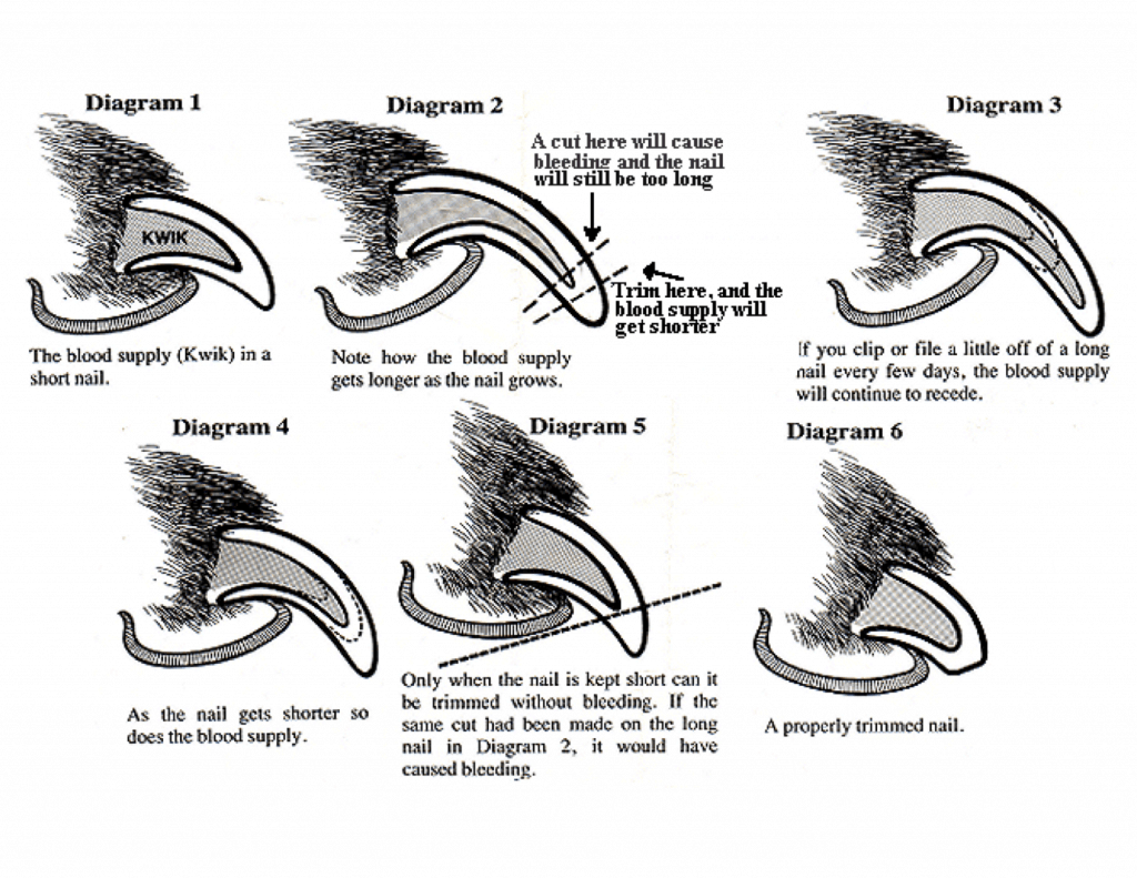 diagram-where-is-the-quick-on-a-dog-s-toe-nails-ask-the-dog-guy