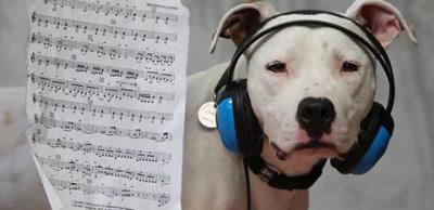 Dogs With Music