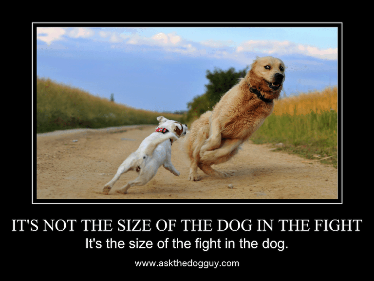 It's Not the Size of the Dog In the Fight - ASK THE DOG GUY