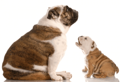 Read Column - Puppy Rough Play with Older Dog - ASK THE DOG GUY