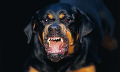 aggressive rottweiler puppy