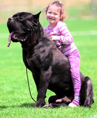 Cane Corso Right for Me? - Asks Woman 