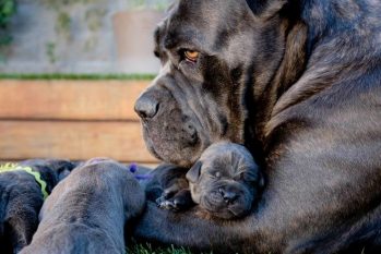 when should i get my cane corso neutered