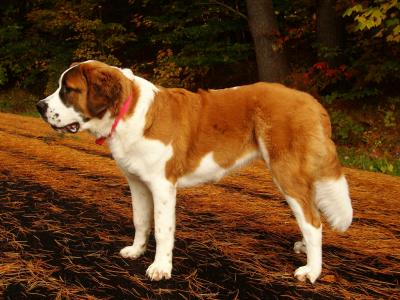 my saint bernard puppy is not eating