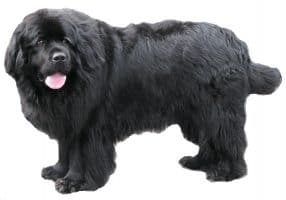 are newfoundland dogs mean